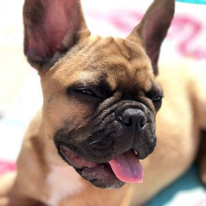 Meet your Posher, Alfie